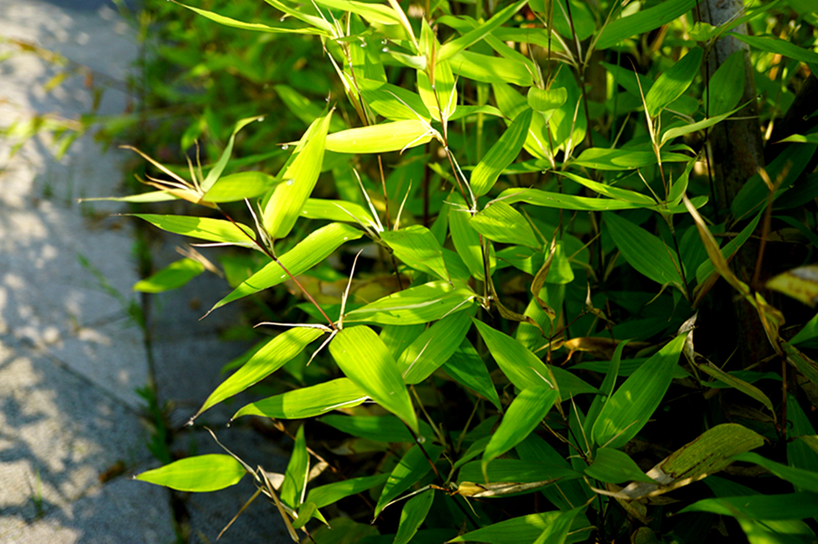 我见到的山东本土植物和园林栽培植物(208)鹅毛竹(栽培)