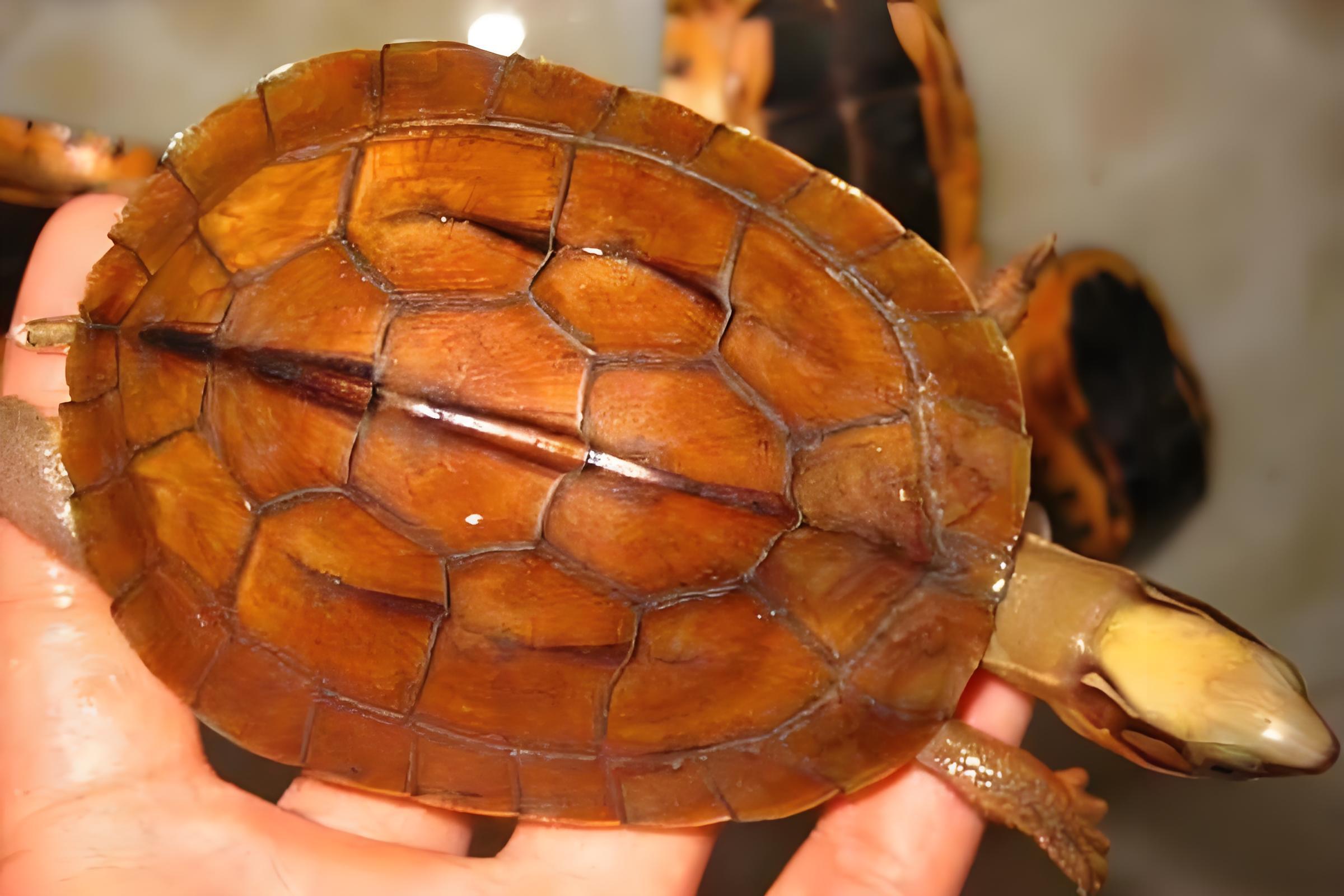 石金钱龟是独特的水龟品种,分布于东亚,栖息于水域或草丛.