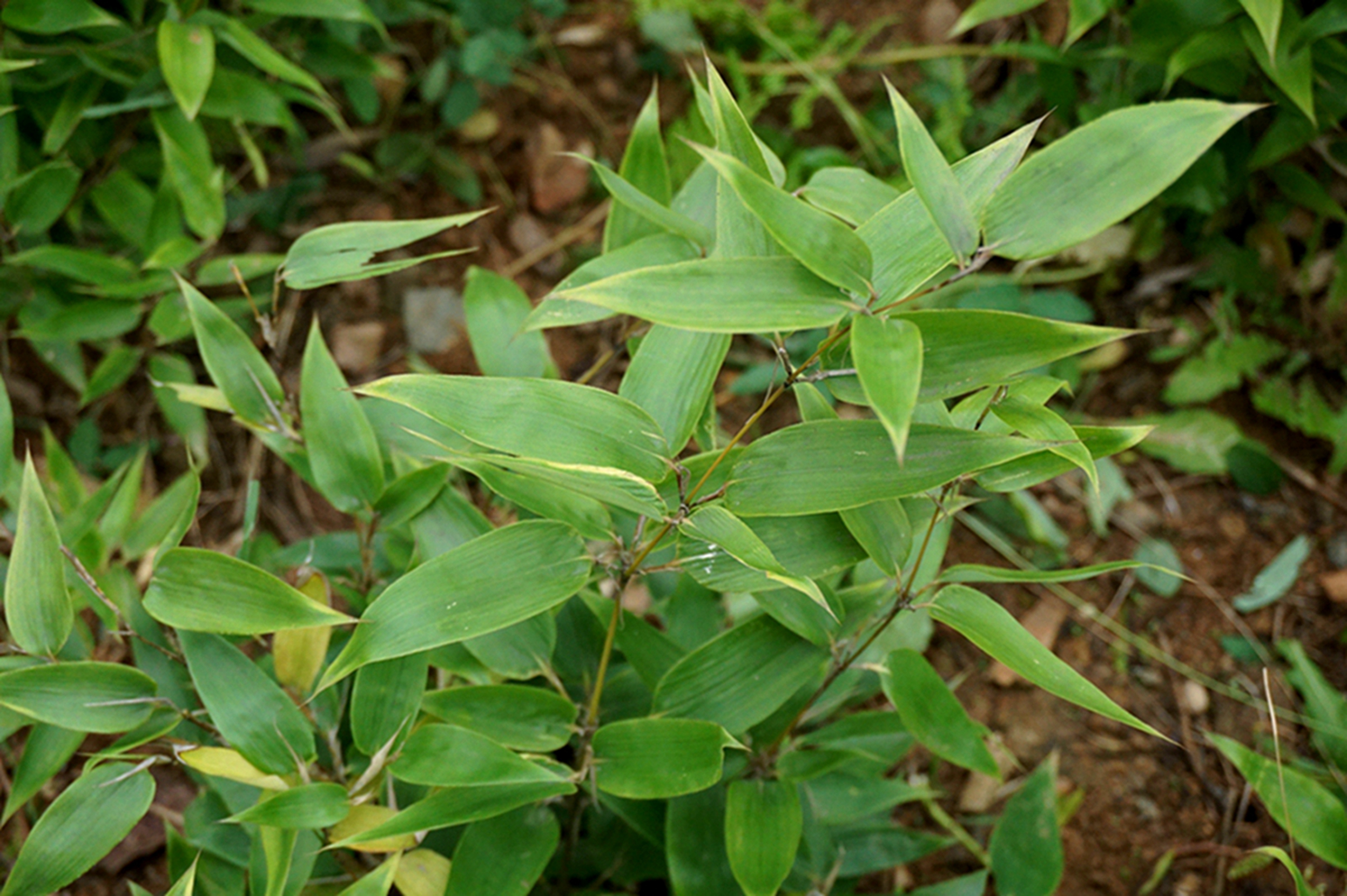 我见到的山东本土植物和园林栽培植物(208)鹅毛竹(栽培)