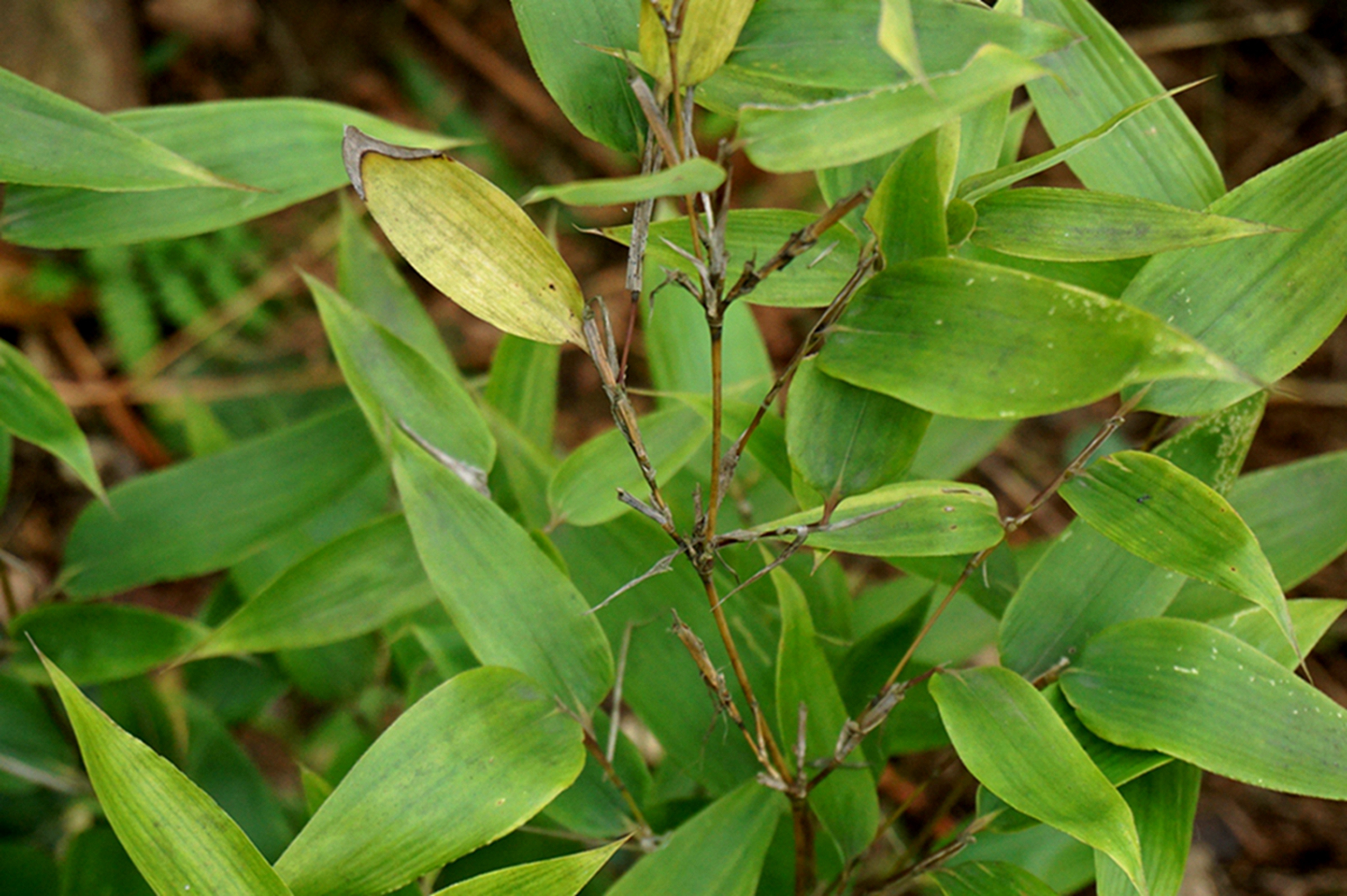 我见到的山东本土植物和园林栽培植物(208)鹅毛竹(栽培)