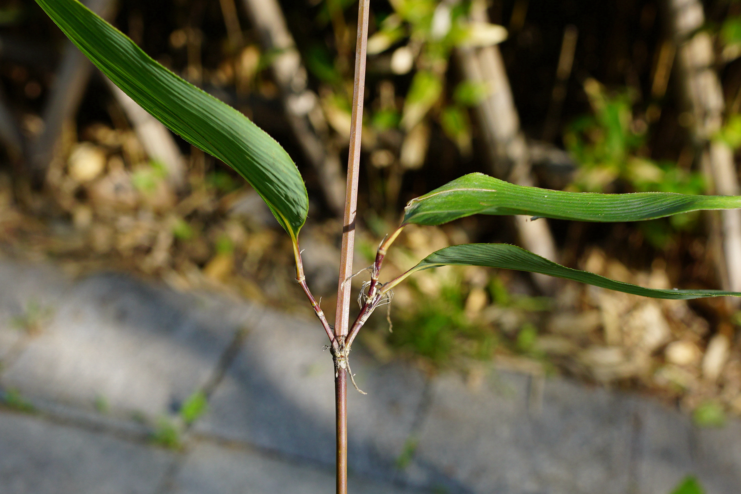 我见到的山东本土植物和园林栽培植物(208)鹅毛竹(栽培)