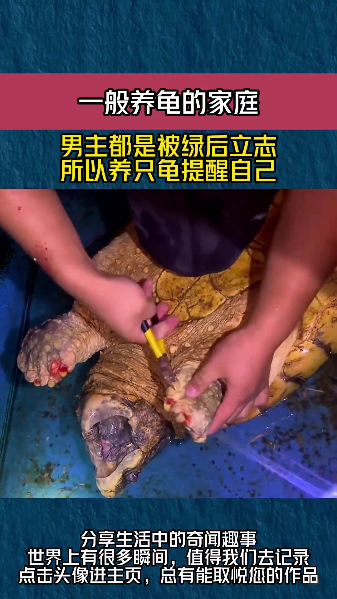 一般养龟的家庭,男主都是被绿后立志,所以养只龟提醒自己