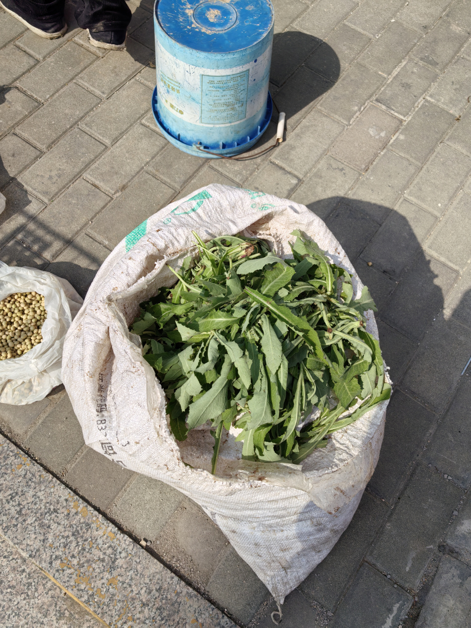 她说叫"曲曲菜",用热水焯下,凉拌很好吃.