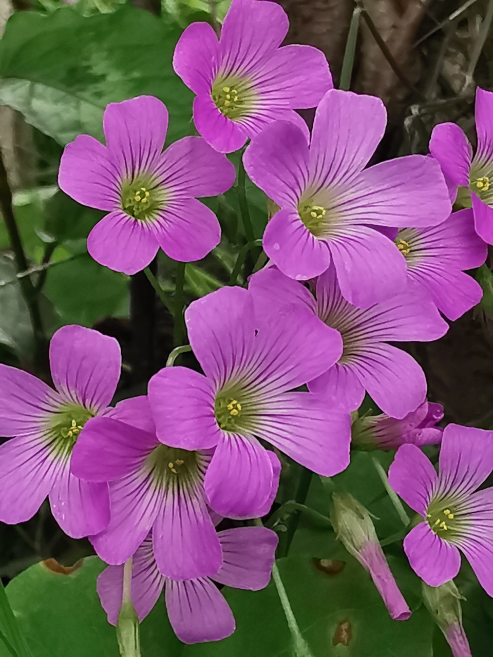 红花酢浆草夏季图片