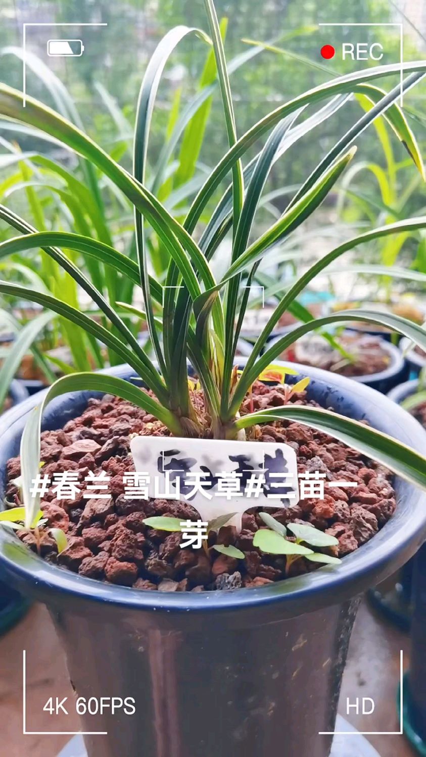阳台兰花#春兰 雪山天草#三苗一芽