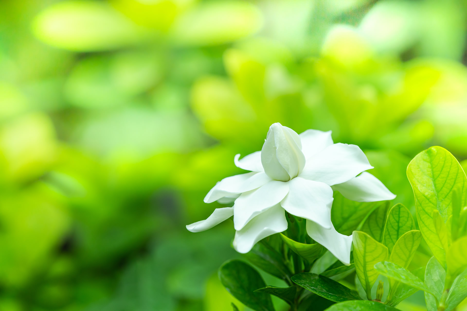 栀子花壁纸小清新图片