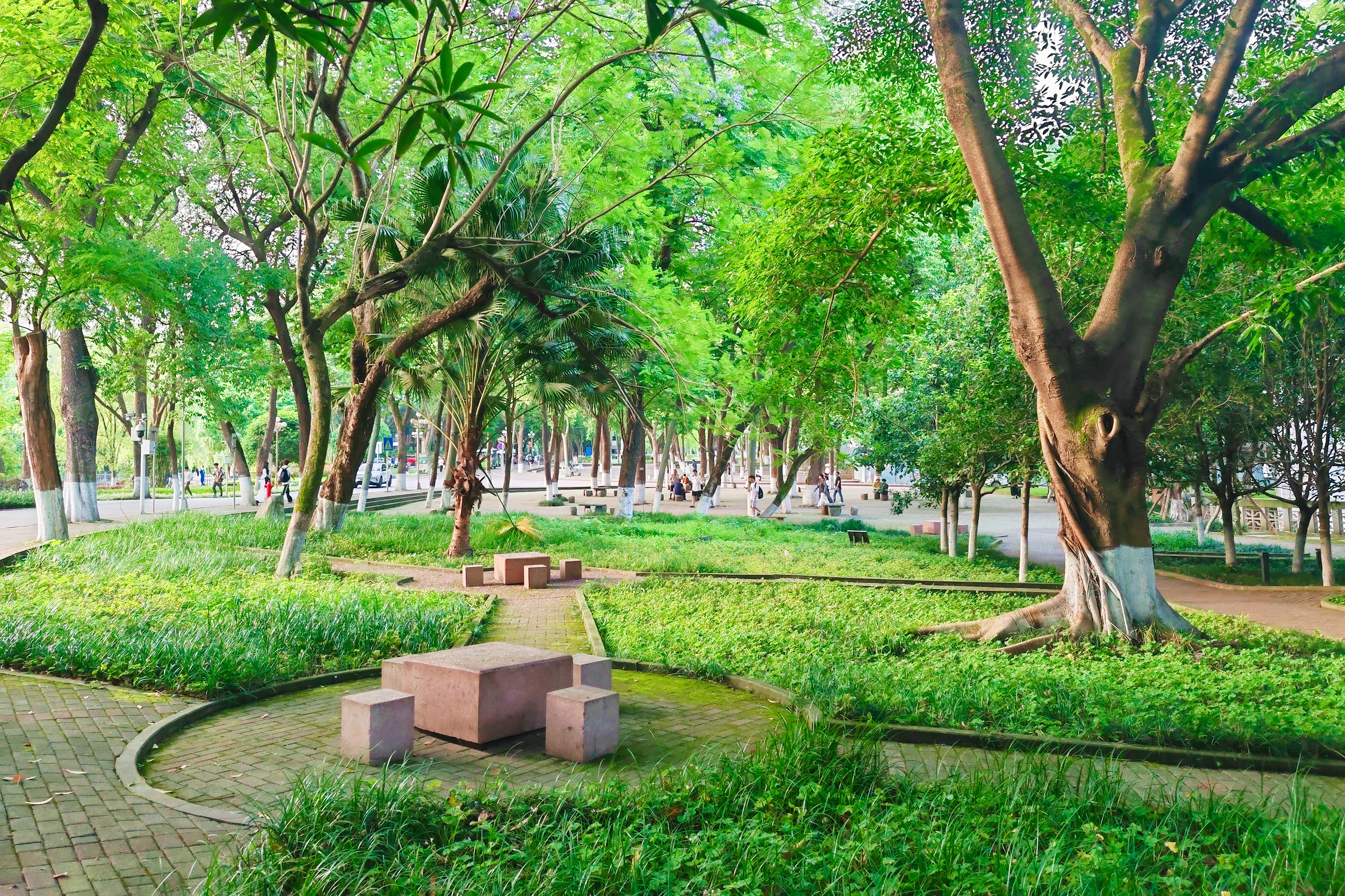 作为全国单体面积最大的高校,西南大学的校园环境是真不错,随处可见