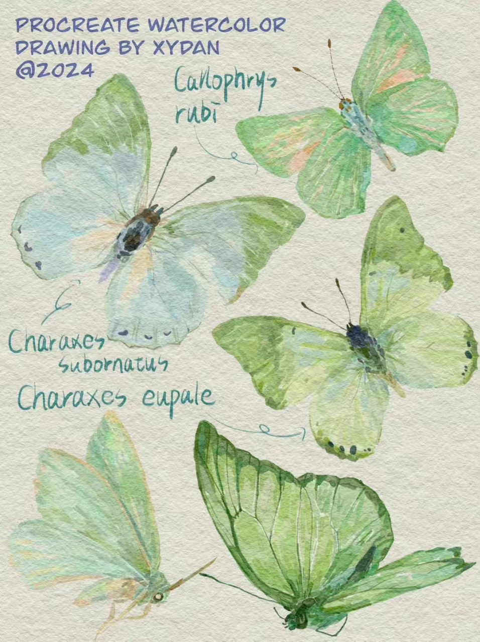 插画分享～漂亮的蝴蝶水彩画,翩翩飞舞 #一起和你看世界