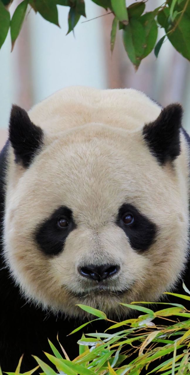 大熊猫缘小#青岛动物园～熊猫94 #青岛大熊猫贝贝 67#动态连更