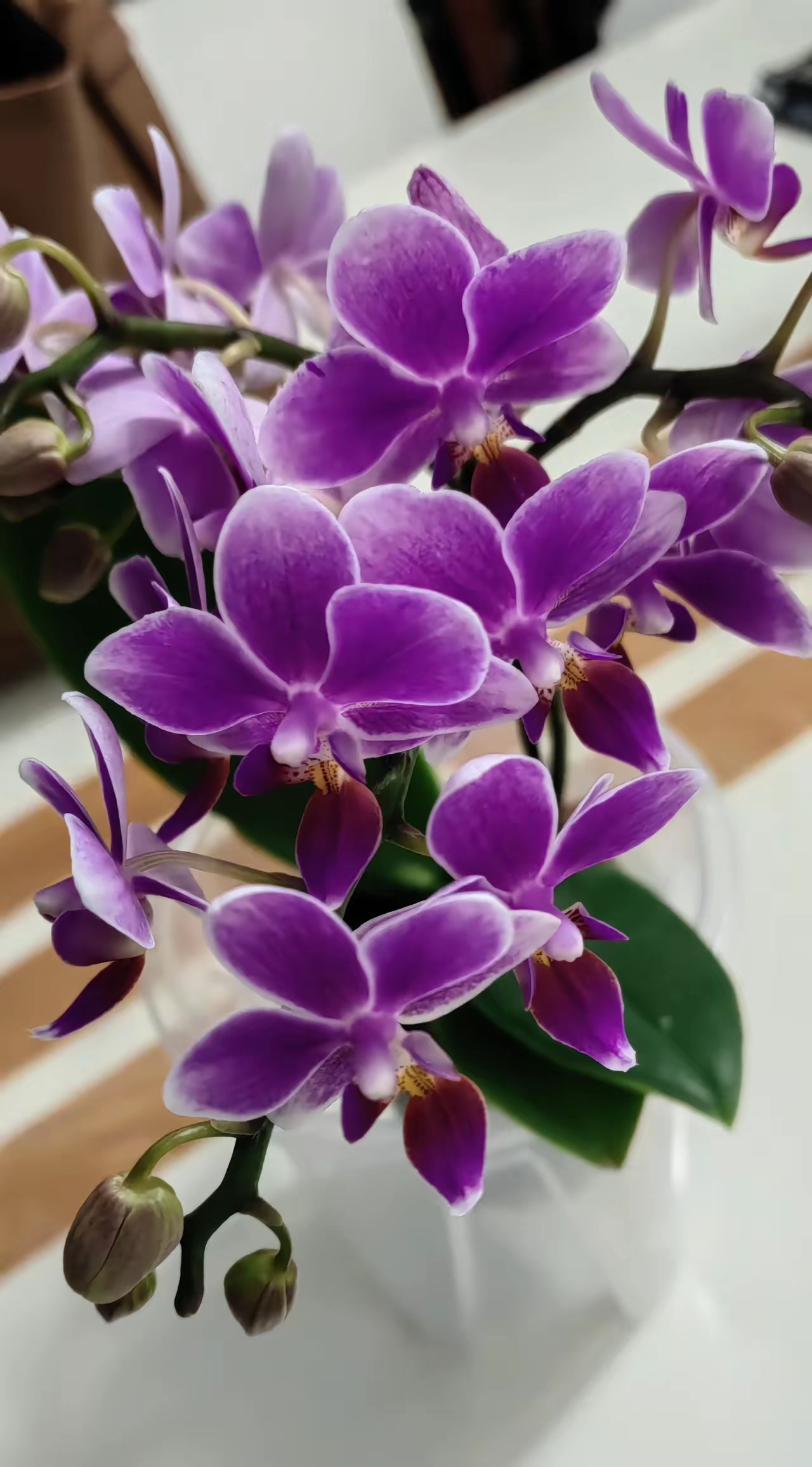 这个是我今年买的第二盆小蝴蝶兰,之前那个花苞还没有全部开放就落了