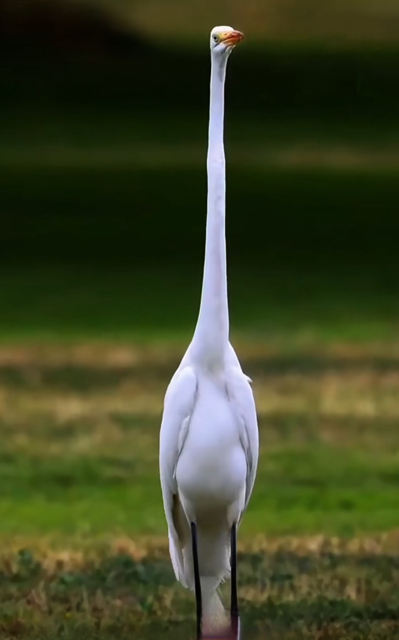 白裙飘飘,大长腿啊,头以下都是脖子和腿,这鸟真是黄金比例的身材[比心