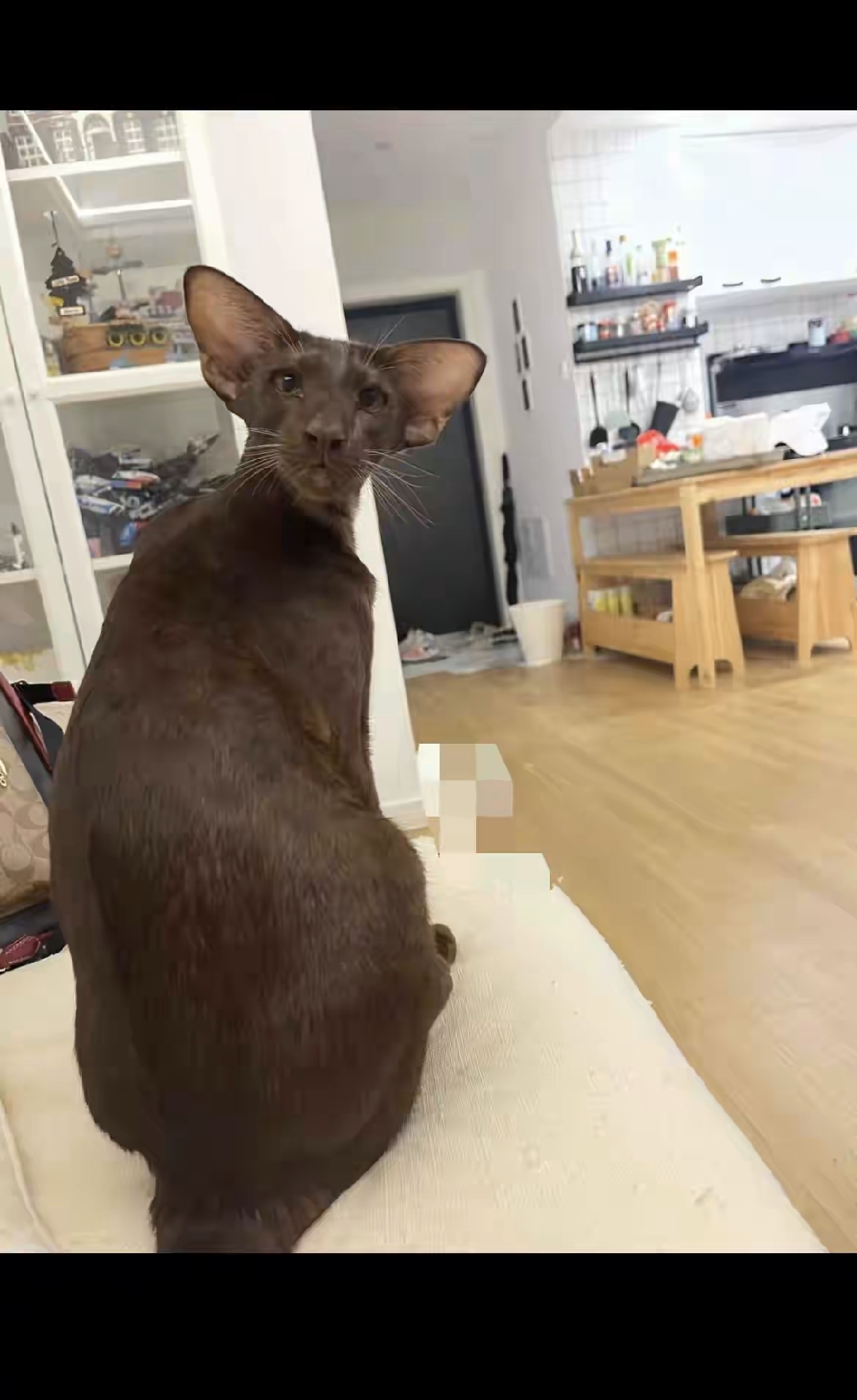 我很喜欢猫,但没养过猫,今天他把他的猫抱过来我才看到这猫长的跟我