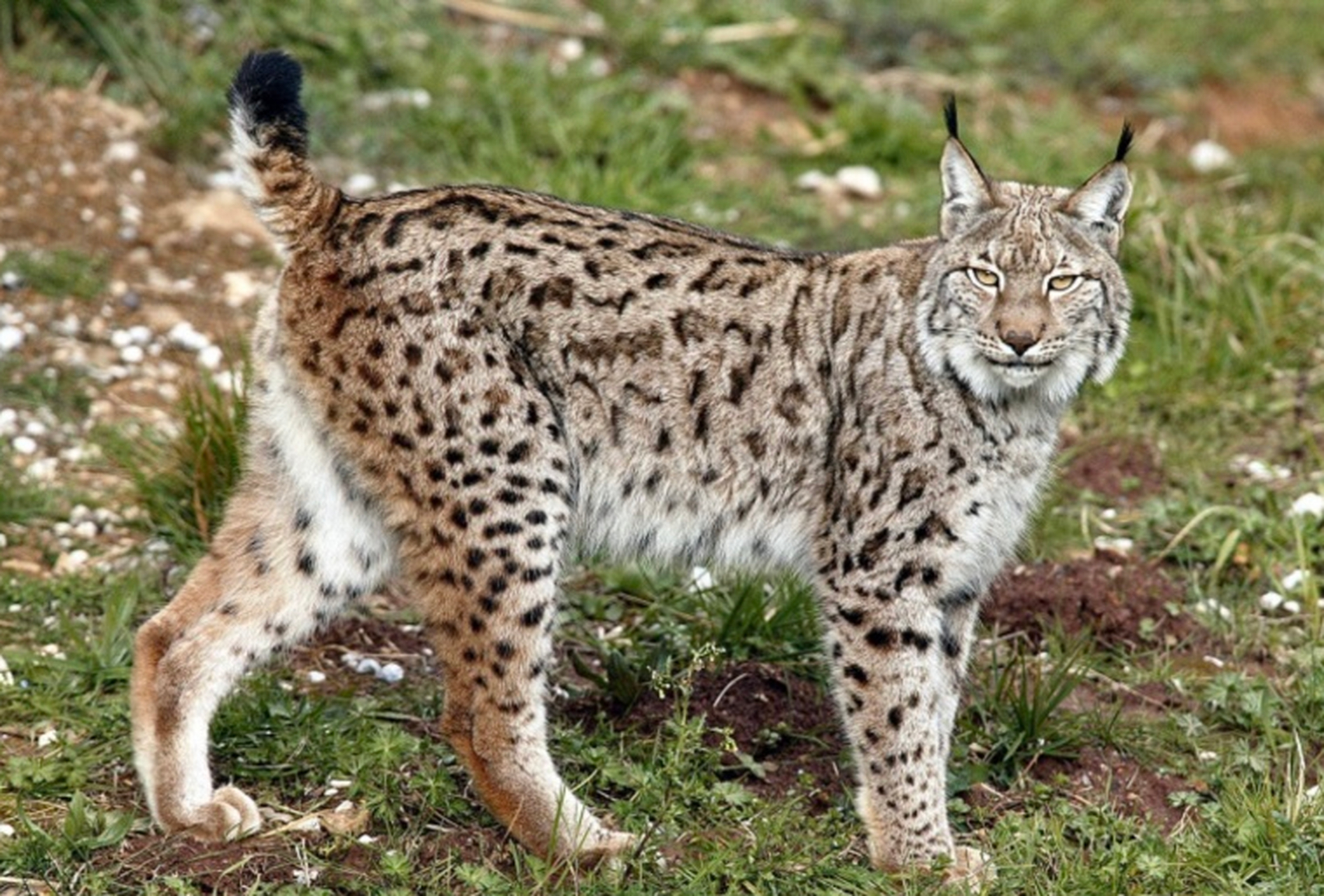 青海牧民偶遇"山林之王",揭秘神秘猞猁  在广袤的青海高原,一位牧民在