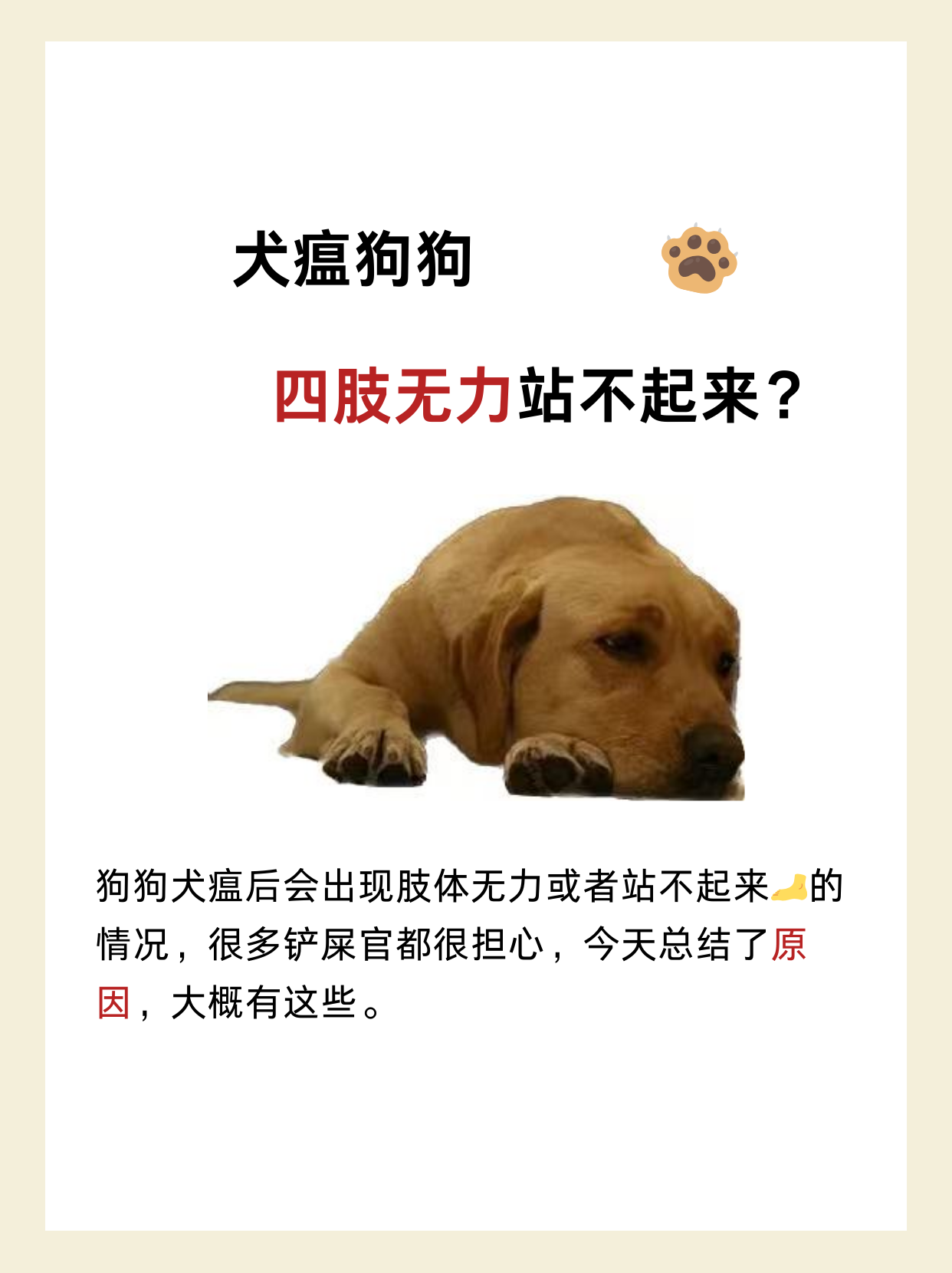 狗狗犬瘟的前兆图片