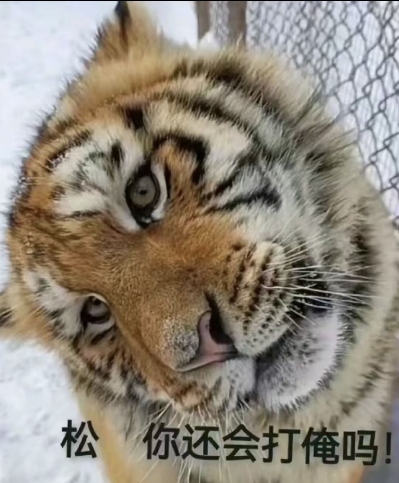 松,你还会打俺吗?