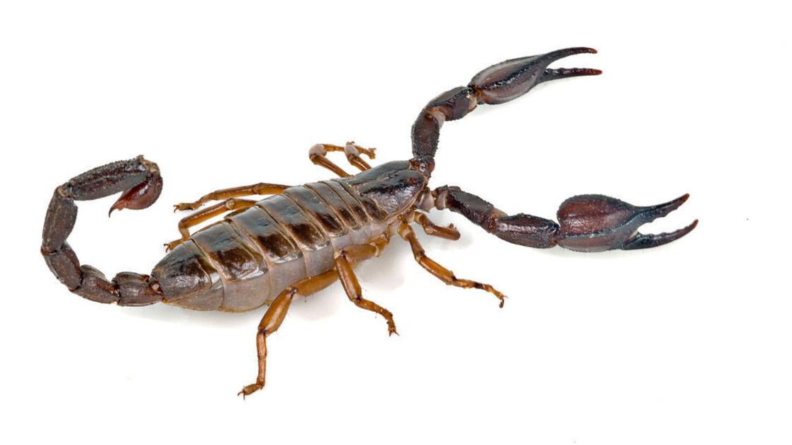 蝎子长了几条腿?