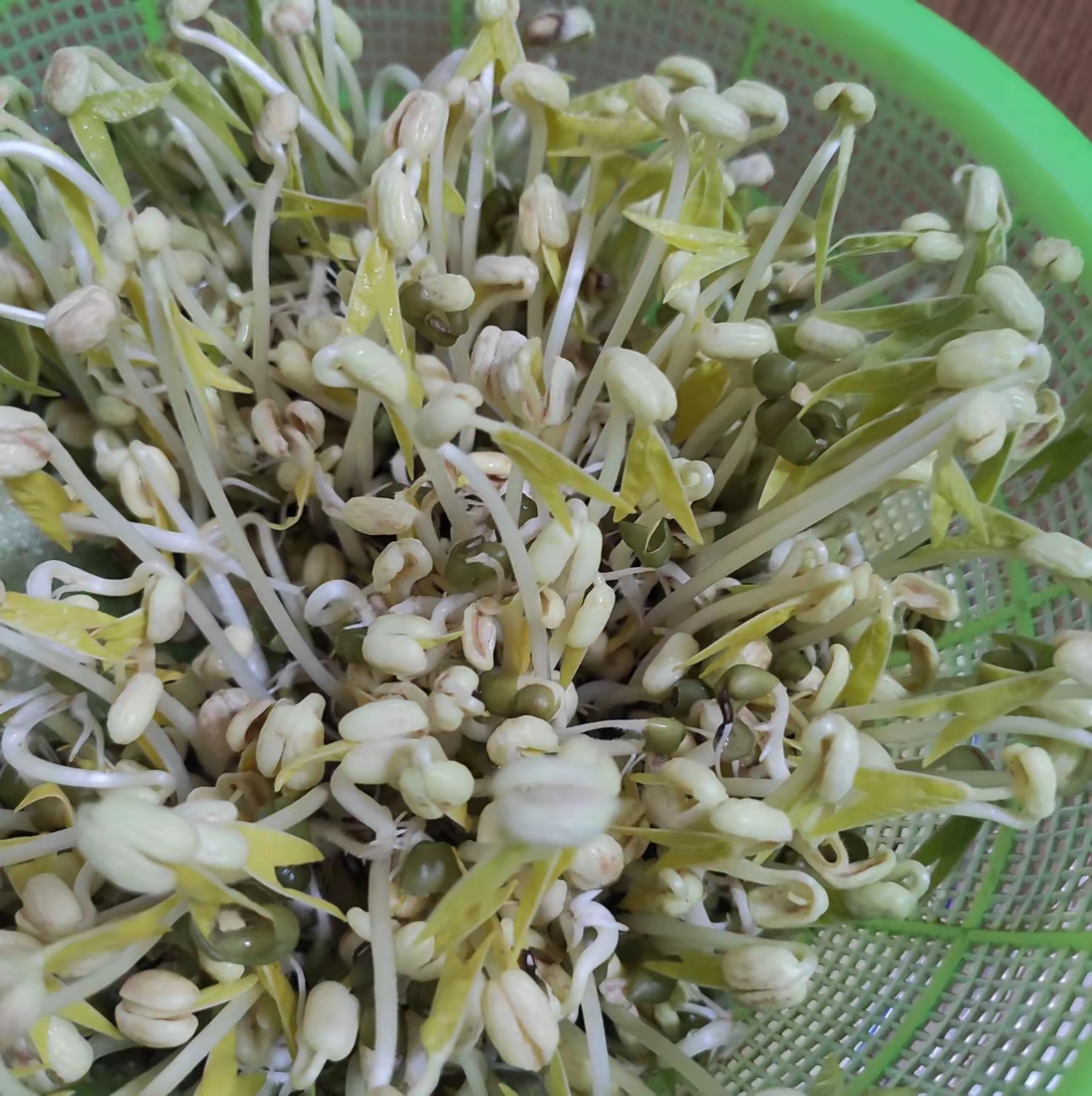 天热了,在家养的绿豆芽已经长了好几天,叶子都已经长大了不少.