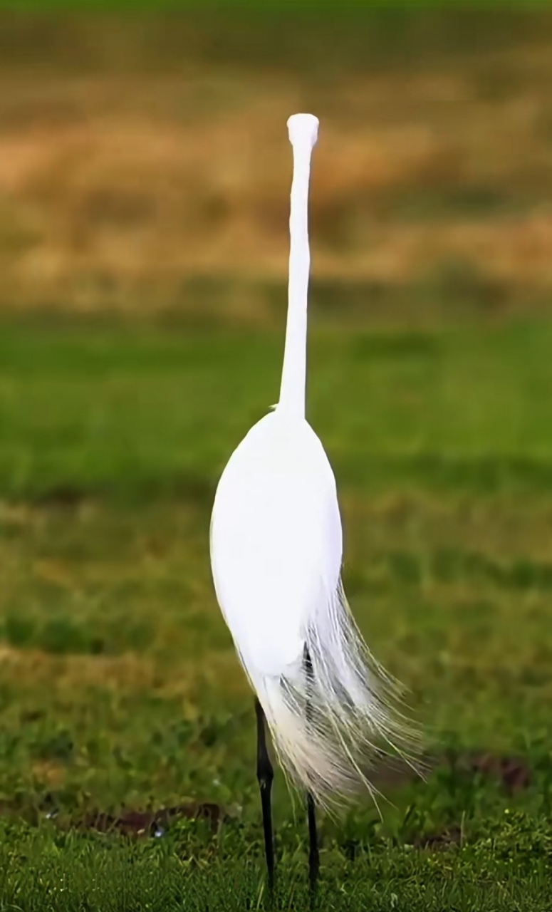 白裙飘飘,大长腿啊,头以下都是脖子和腿,这鸟真是黄金比例的身材[比心