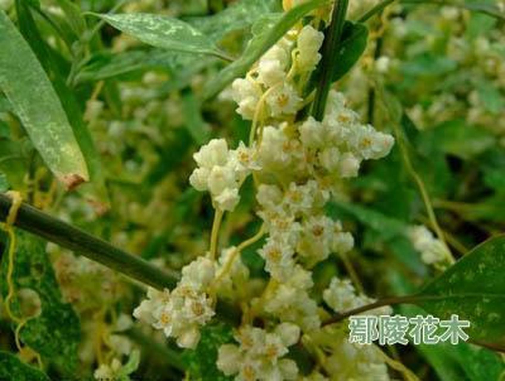 菟丝花