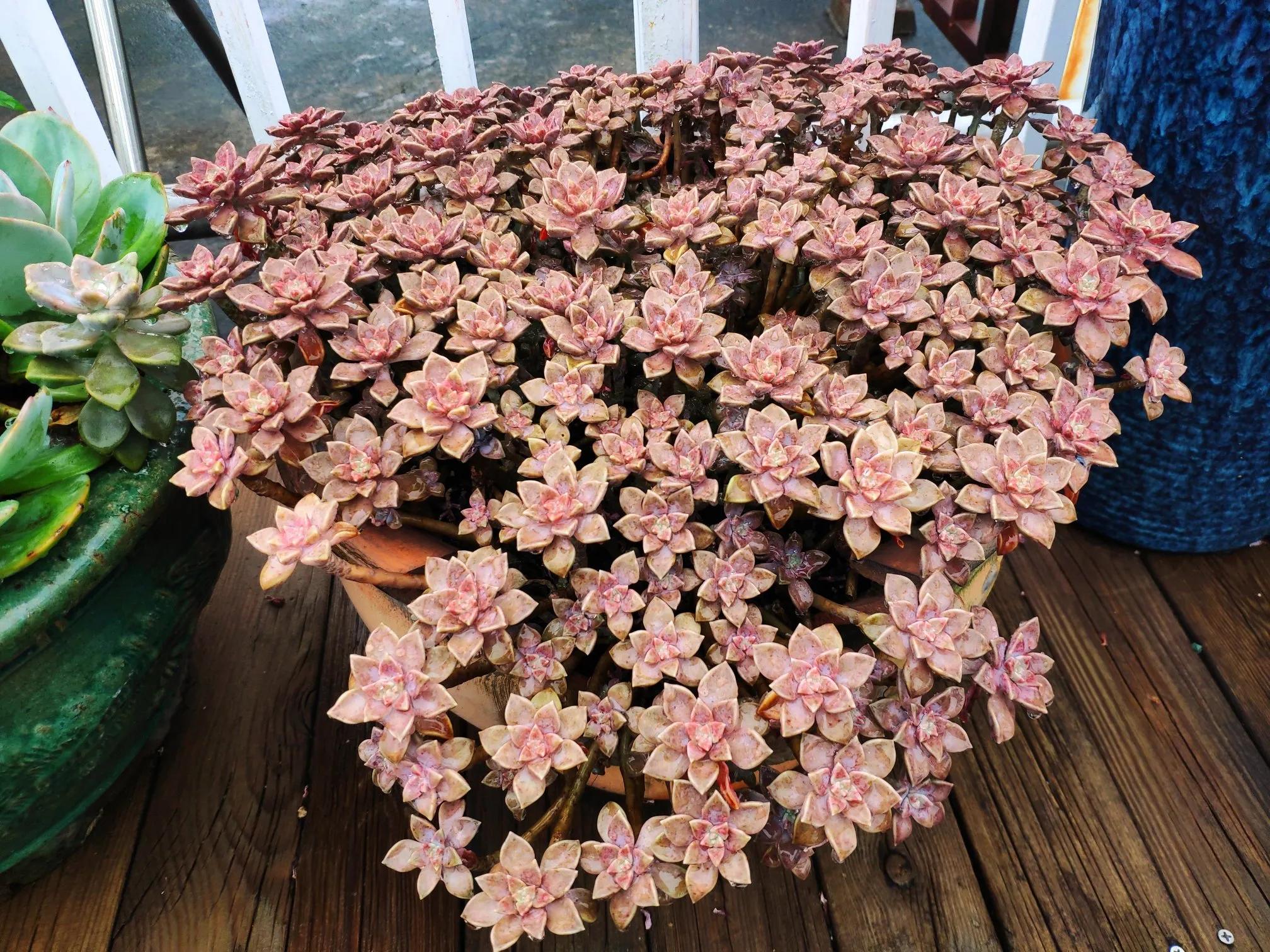 已经入夏还是又种了一大盆唐印,几天阴雨,多肉又迅速开始褪色了