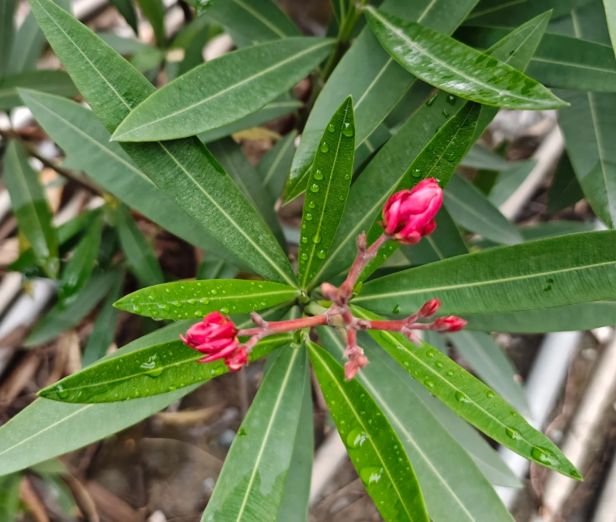 这种植物有剧毒,俗称夹竹桃,遇到请远离,危险!