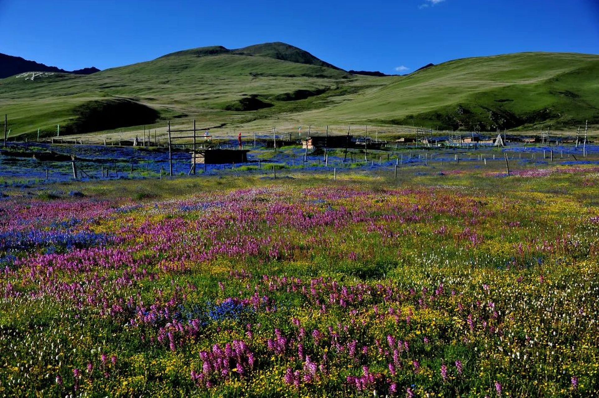 任何一个有草原梦的朋友不来理塘毛垭大草原,我都会伤心的,图片 作为