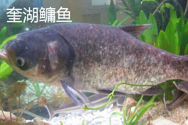 安徽南陵县的特产:南陵县所产大米批准为国家地理标志保护产品