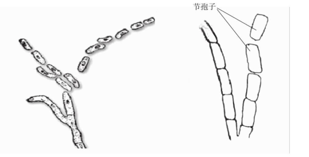 曲霉,根霉,青霉,白粉菌闭囊壳及各组同学自己培养的各类霉菌.2.