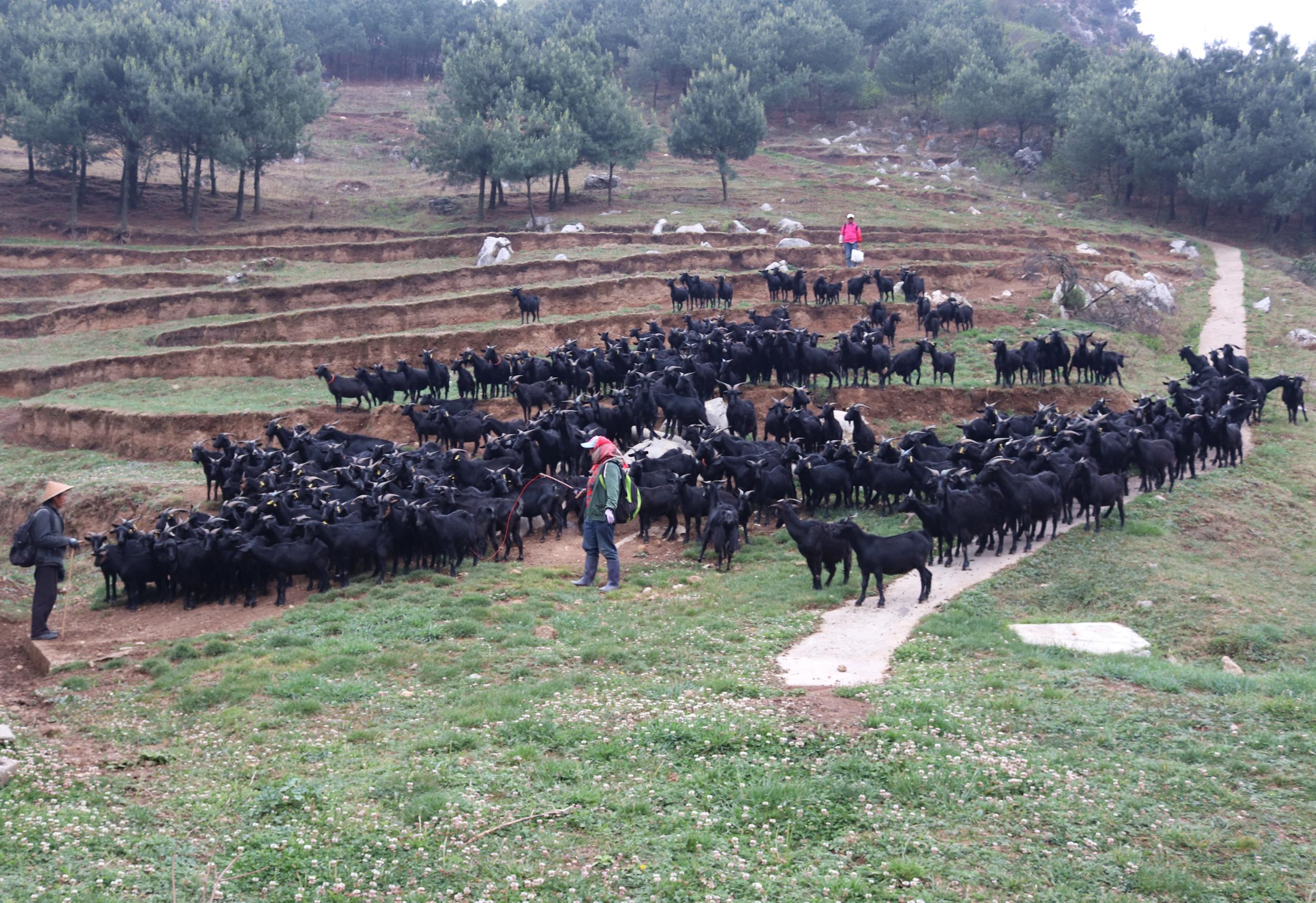 贵州威宁:发展黑山羊养殖 促农增收致富