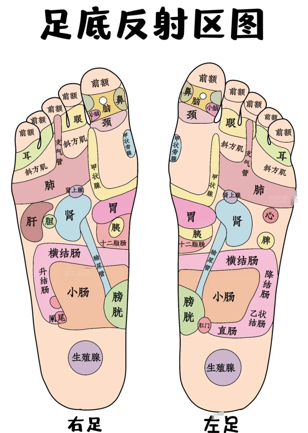 超实用的足部反射区对照解析 哪里不适就按哪里