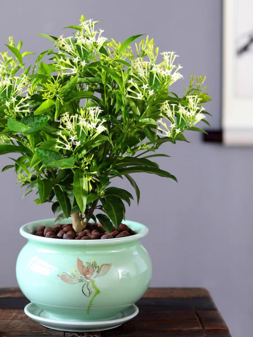 今日识花72:夜来香 72别名:晚香玉,暖香玉,月下香.