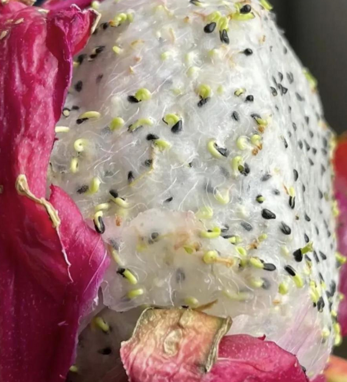 这是放了多久的火龙果呀!里面的籽都发芽了!