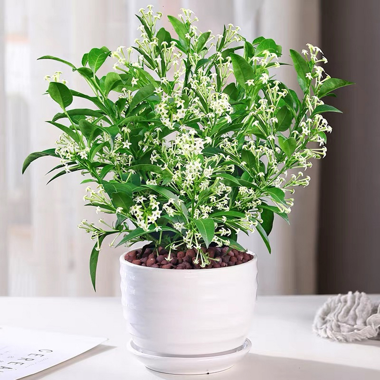 夜来香, 柔弱藤状灌木;小枝被柔毛,黄绿色,老枝灰褐色,渐无毛,略具有