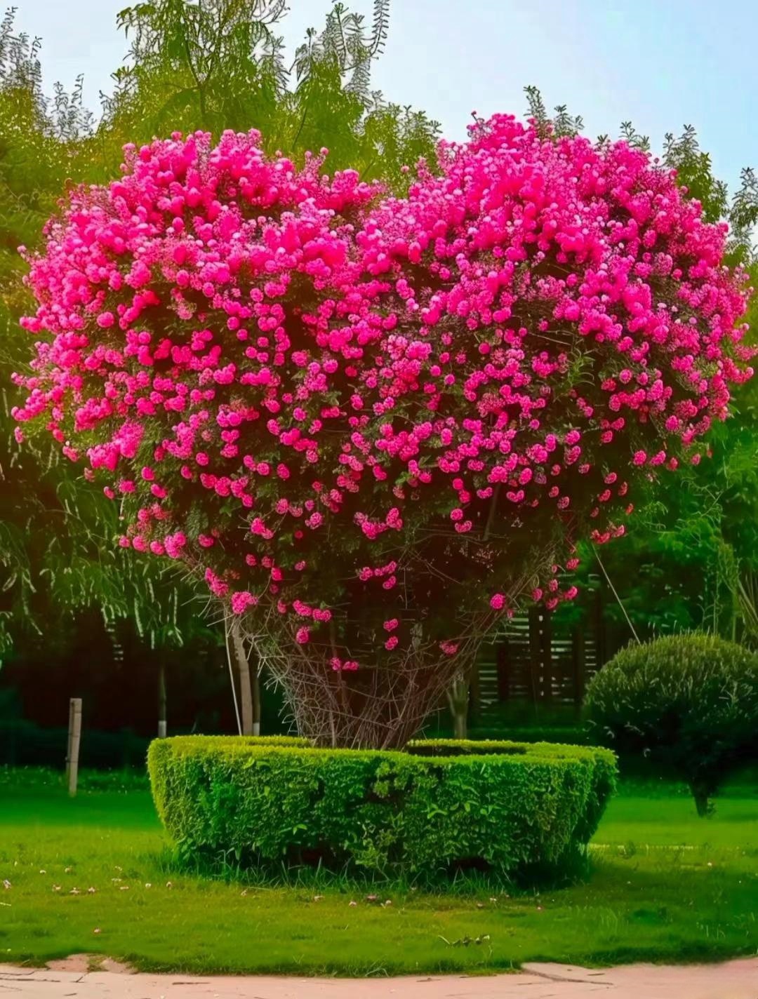 树图片一张红色爱心树图片高清爱心花树一棵爱心树图片是哪里的风景