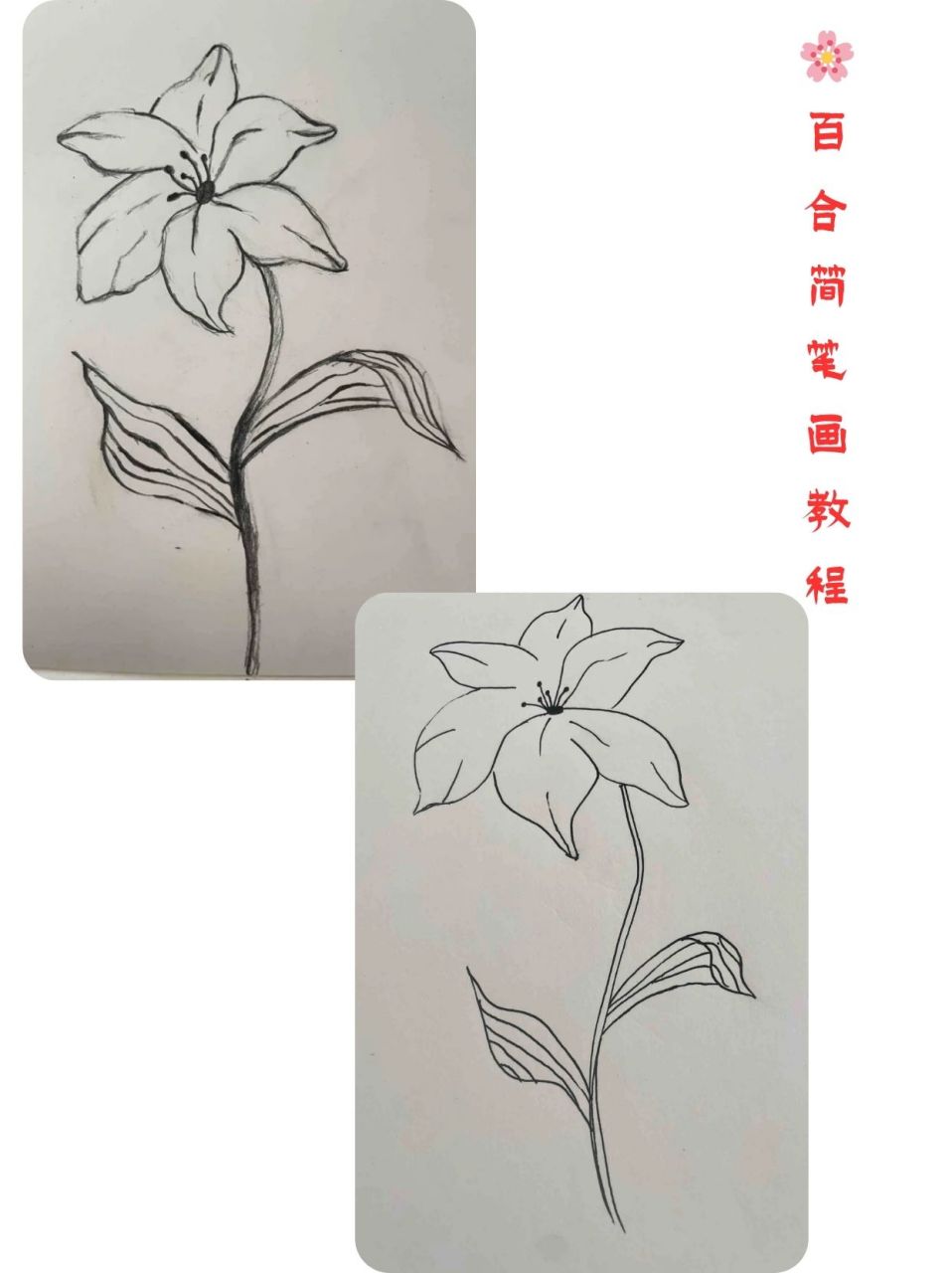 百合简笔画教程  🌸 轻松上手,百合简笔画教程来啦!
