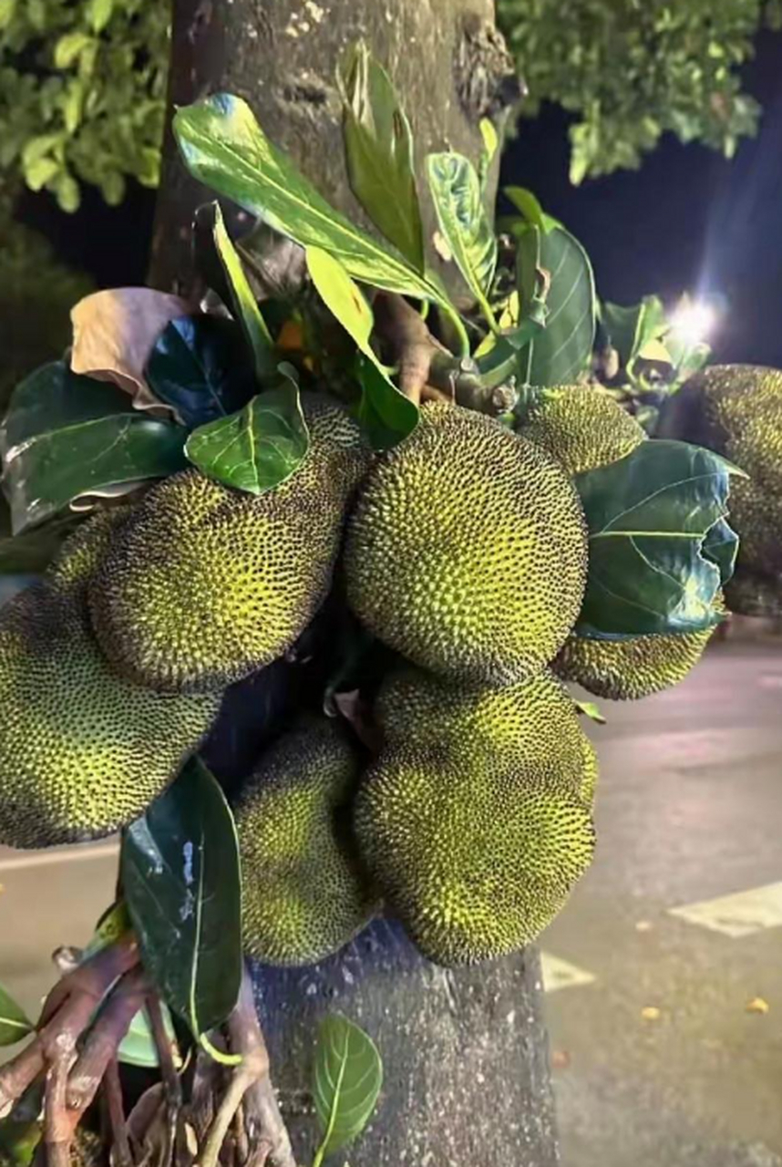 我想给北方的朋友科普一下,这是我们南方绿化带的榴莲.