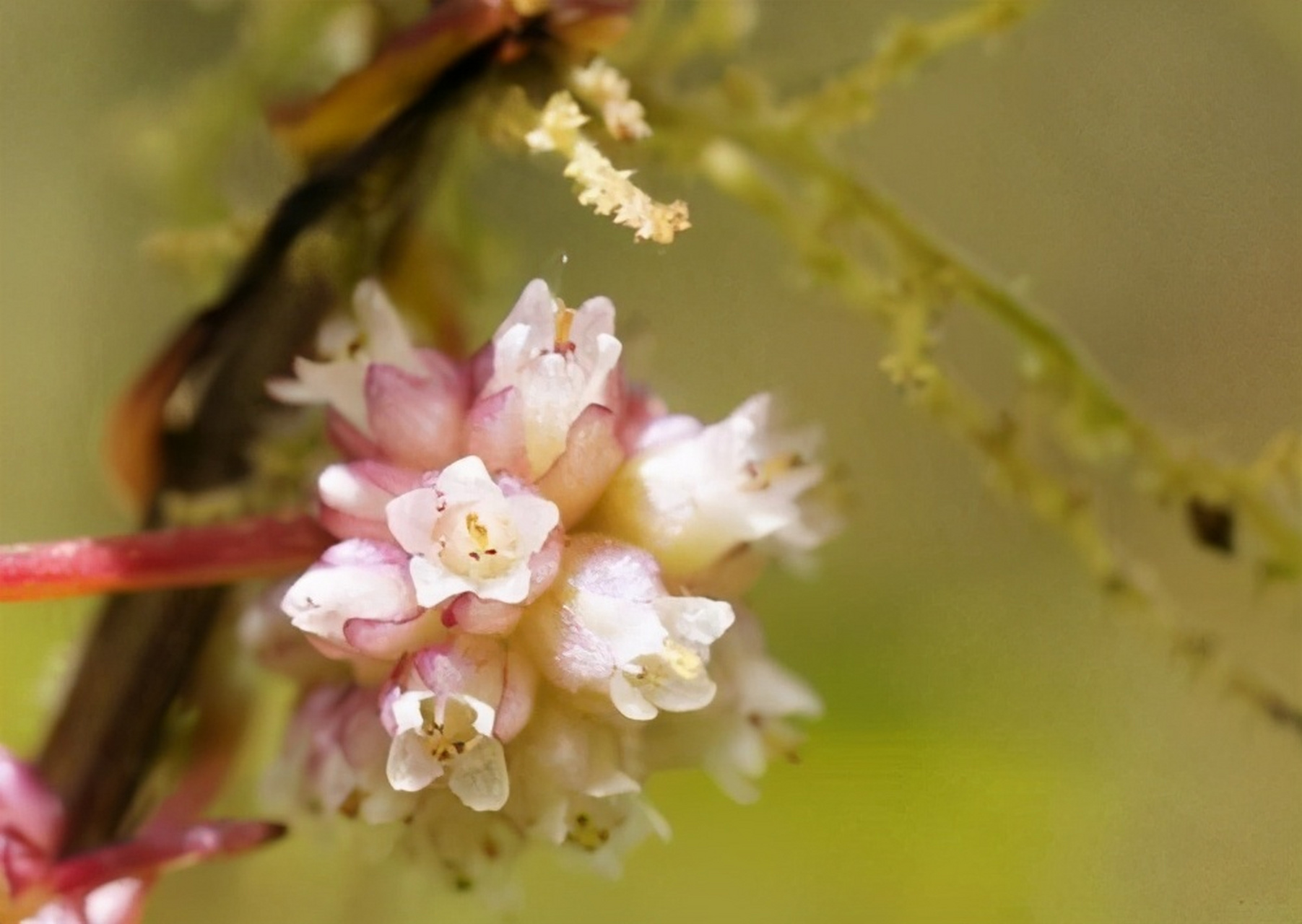 菟丝花