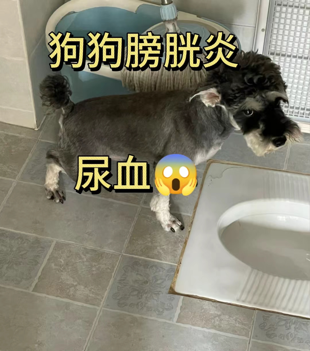 狗狗膀胱炎