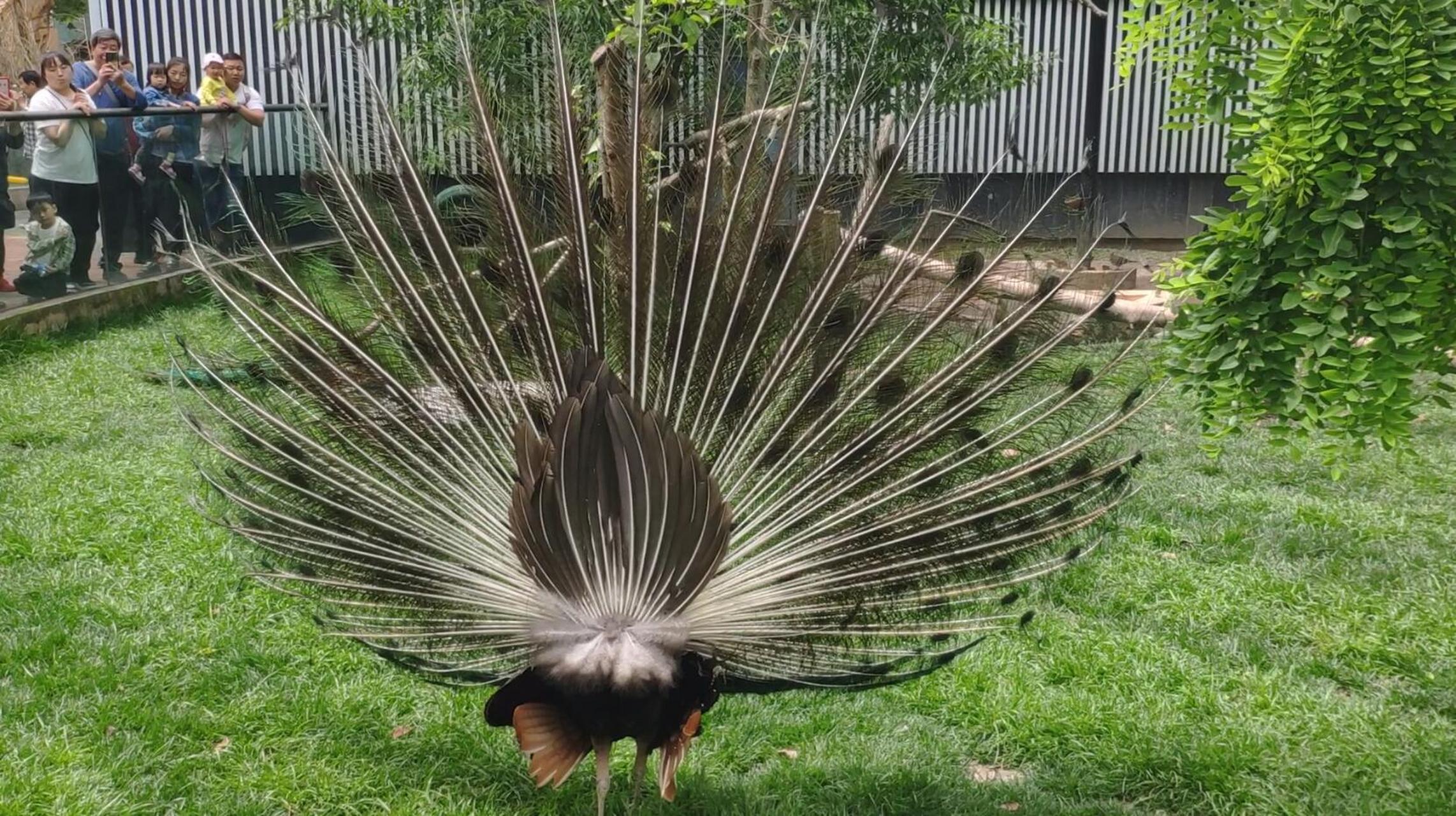 退休记者蒋天兵参观成都动物园的百鸟苑,观赏到数百种珍稀鸟类,色彩