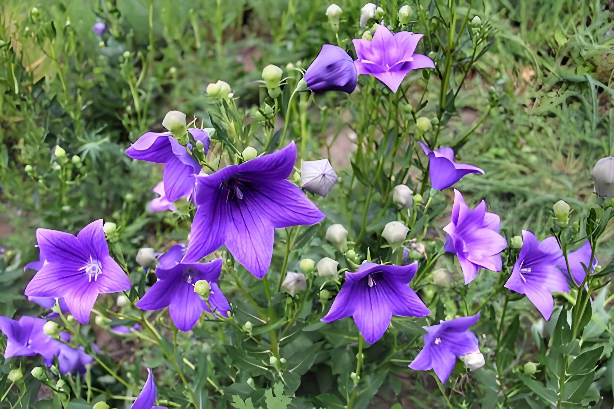 桔梗是什么科目的植物,适合在哪些地方种植,桔梗有哪些作用?
