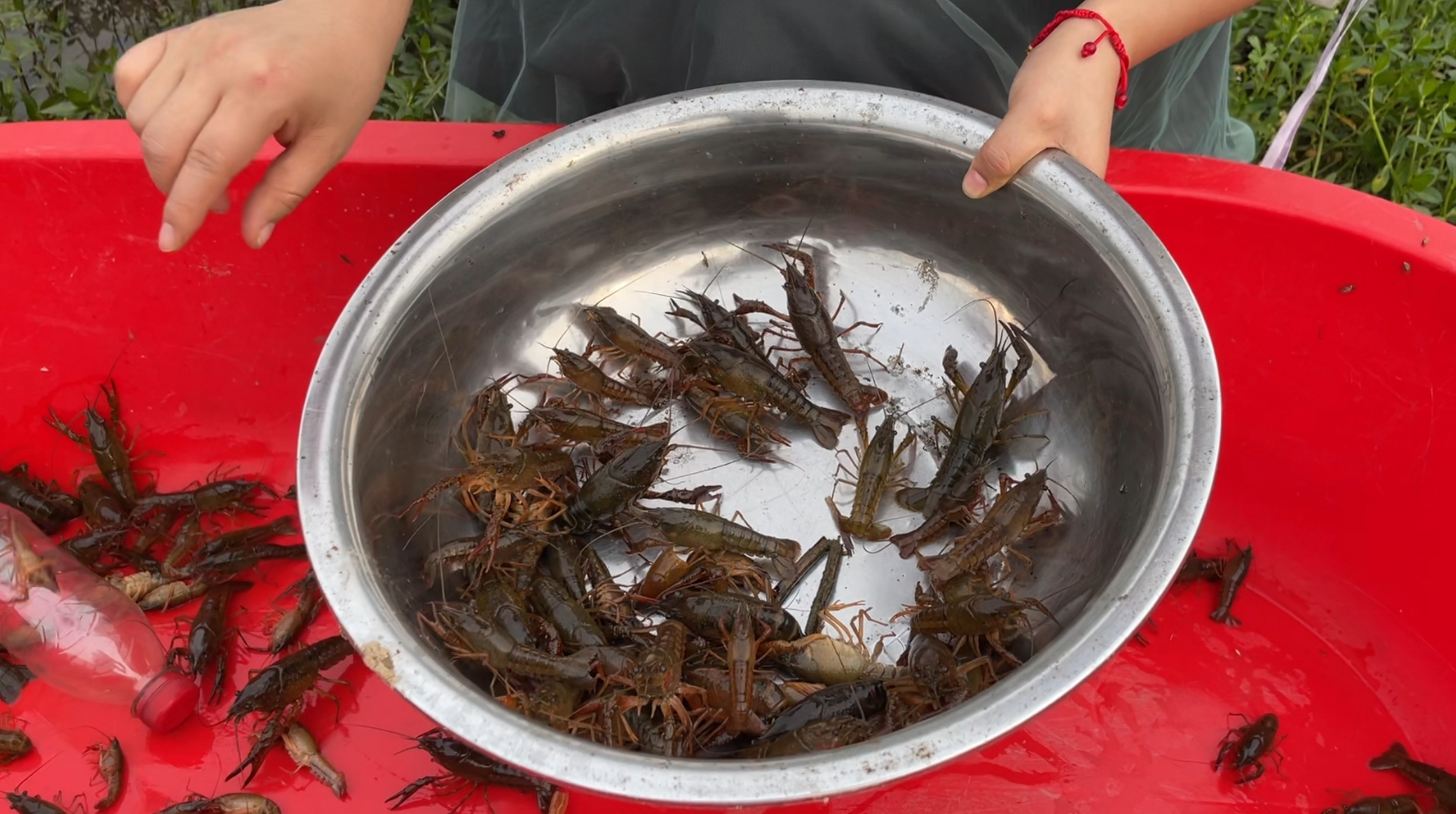 监利小龙虾全产业链综合产值达300亿元,从业人员遍布全国.[原文:监利