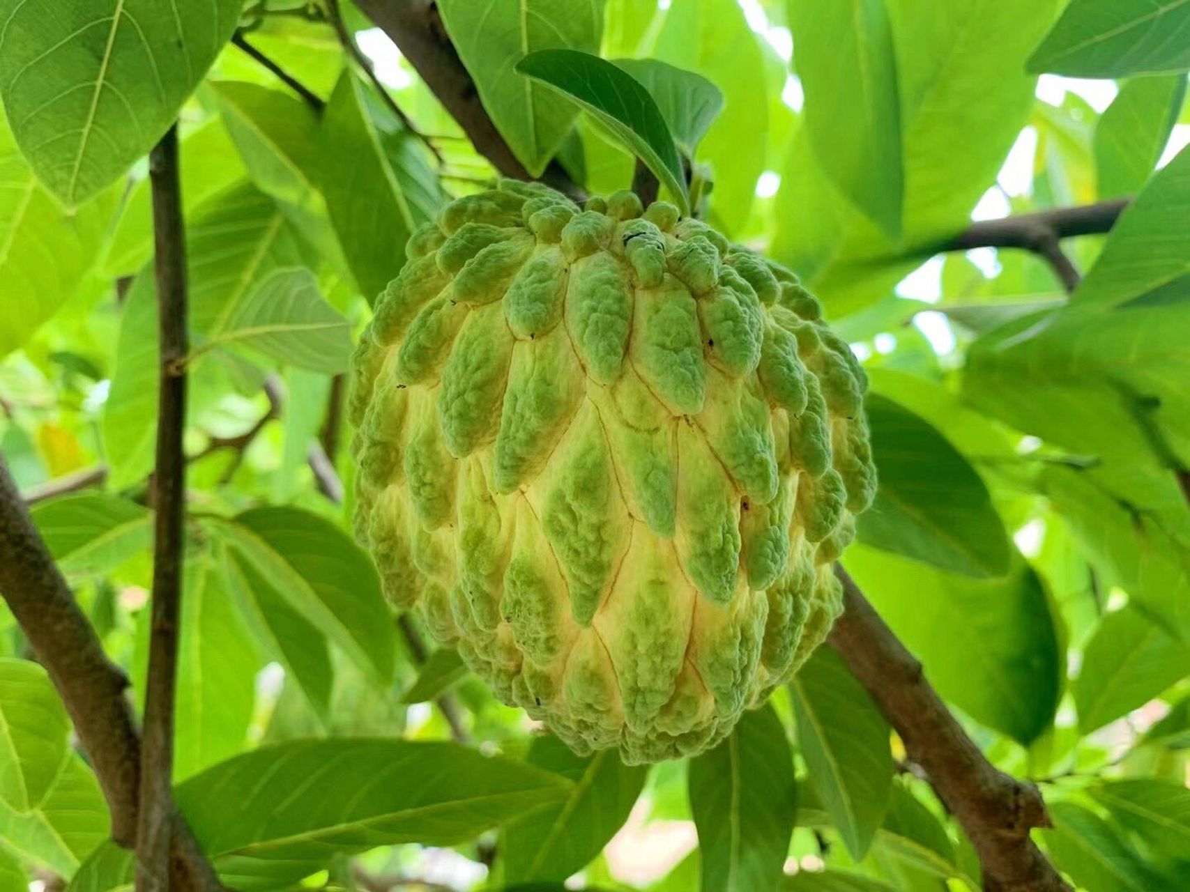 释迦果什么味道