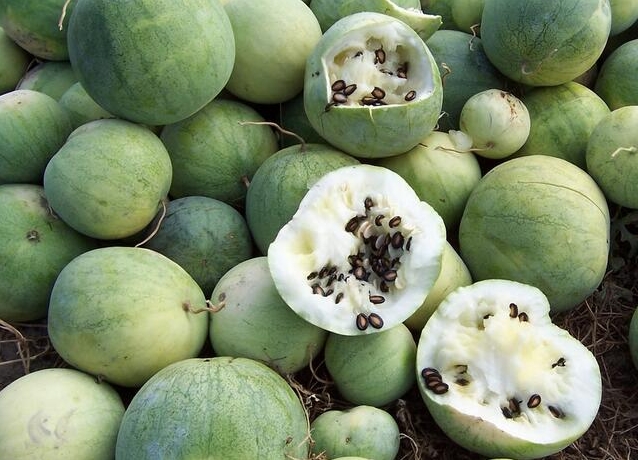 黑瓜子是什么瓜的子