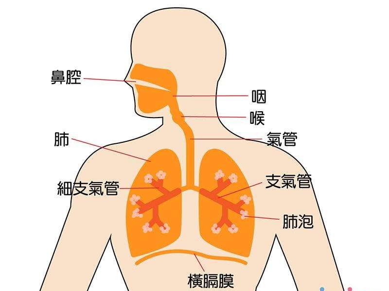 人体呼吸系统简单图片