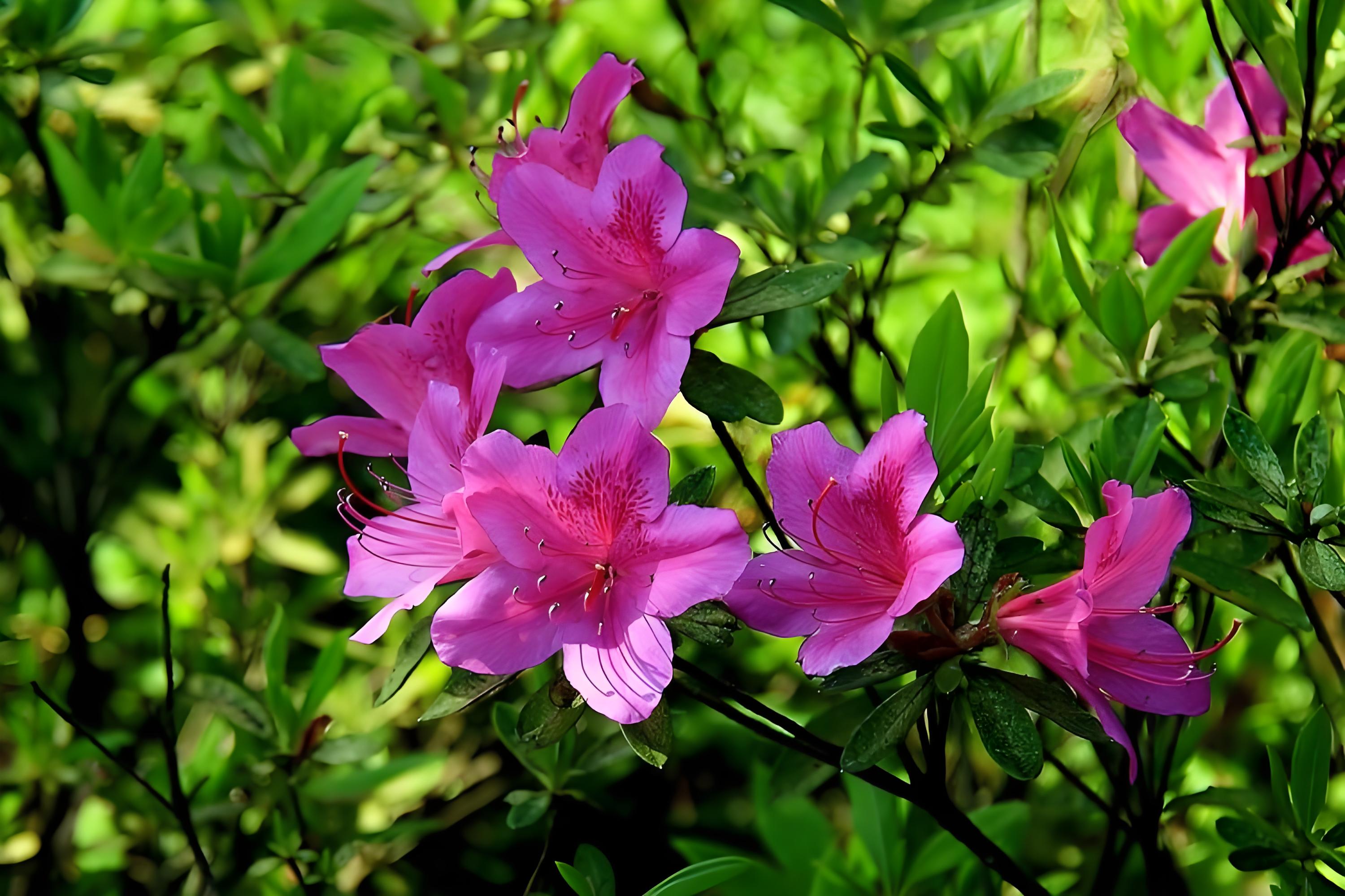 杜鹃花什么时候开,杜鹃花怎么养容易开花?