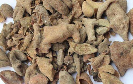 五倍子:倍蚜虫形成的中药,神奇功效及使用方法