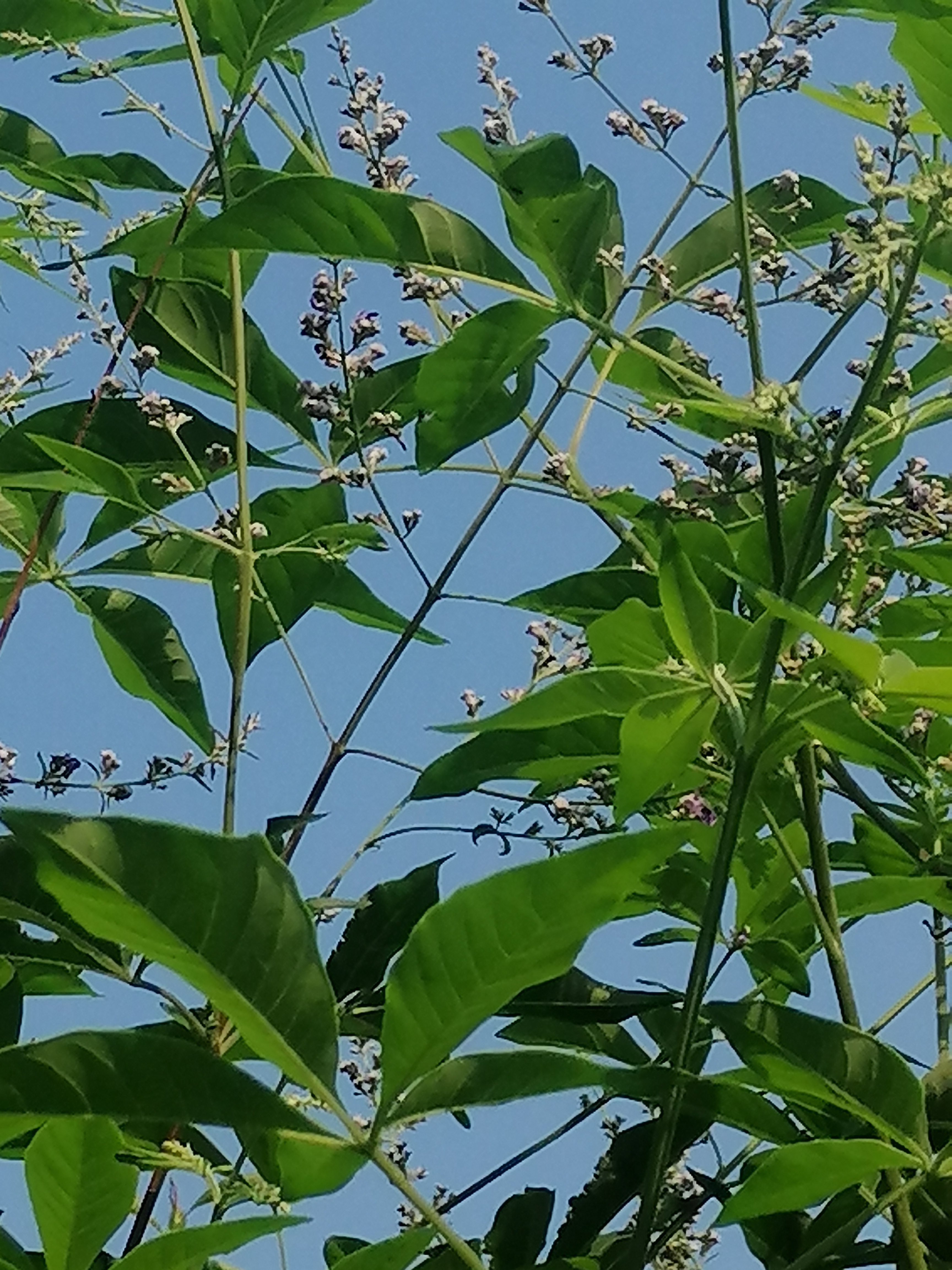 常年开花的蜜源植物图片