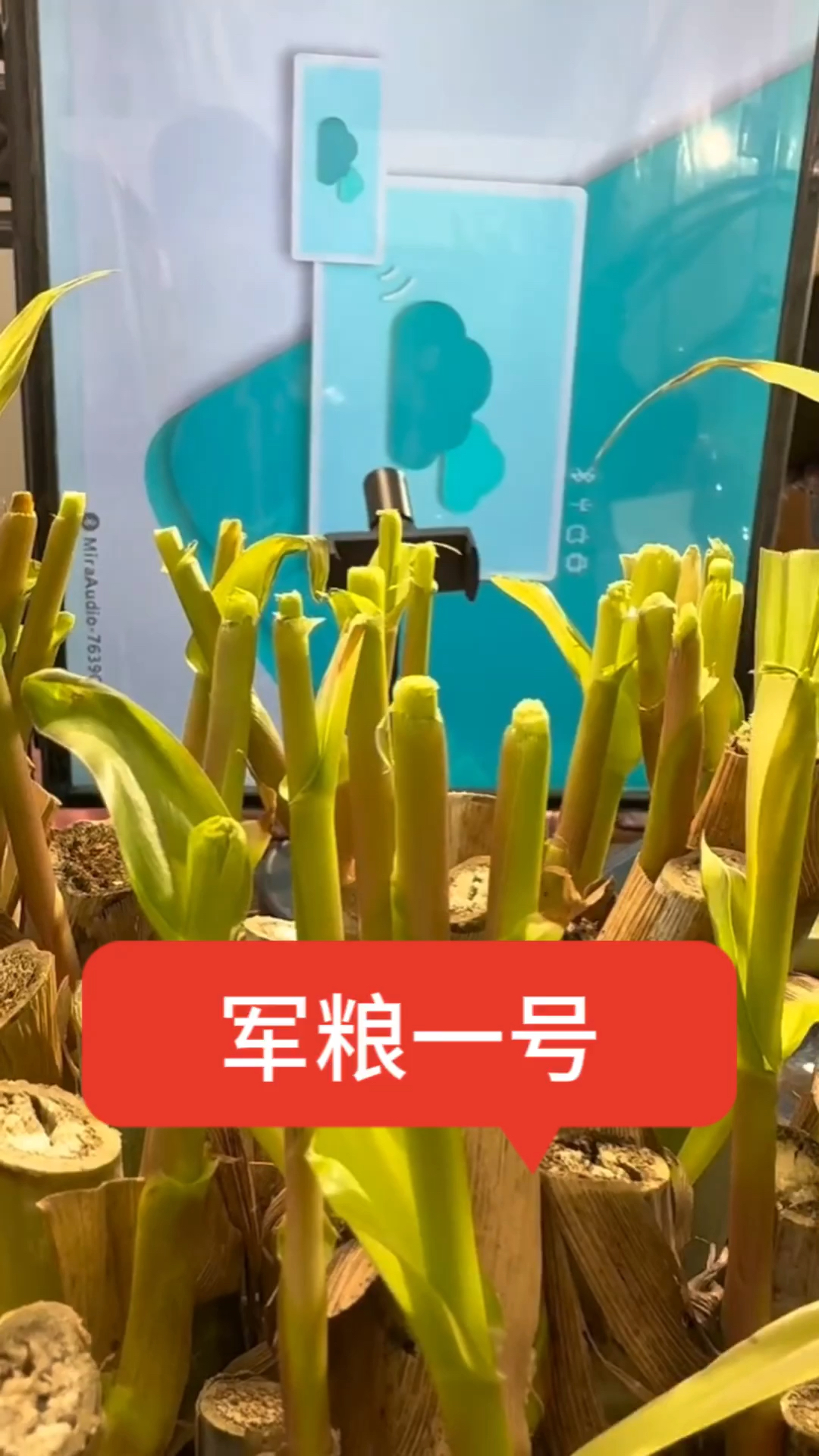 军粮一号牧草生长速度两个小时长半厘米-度小视