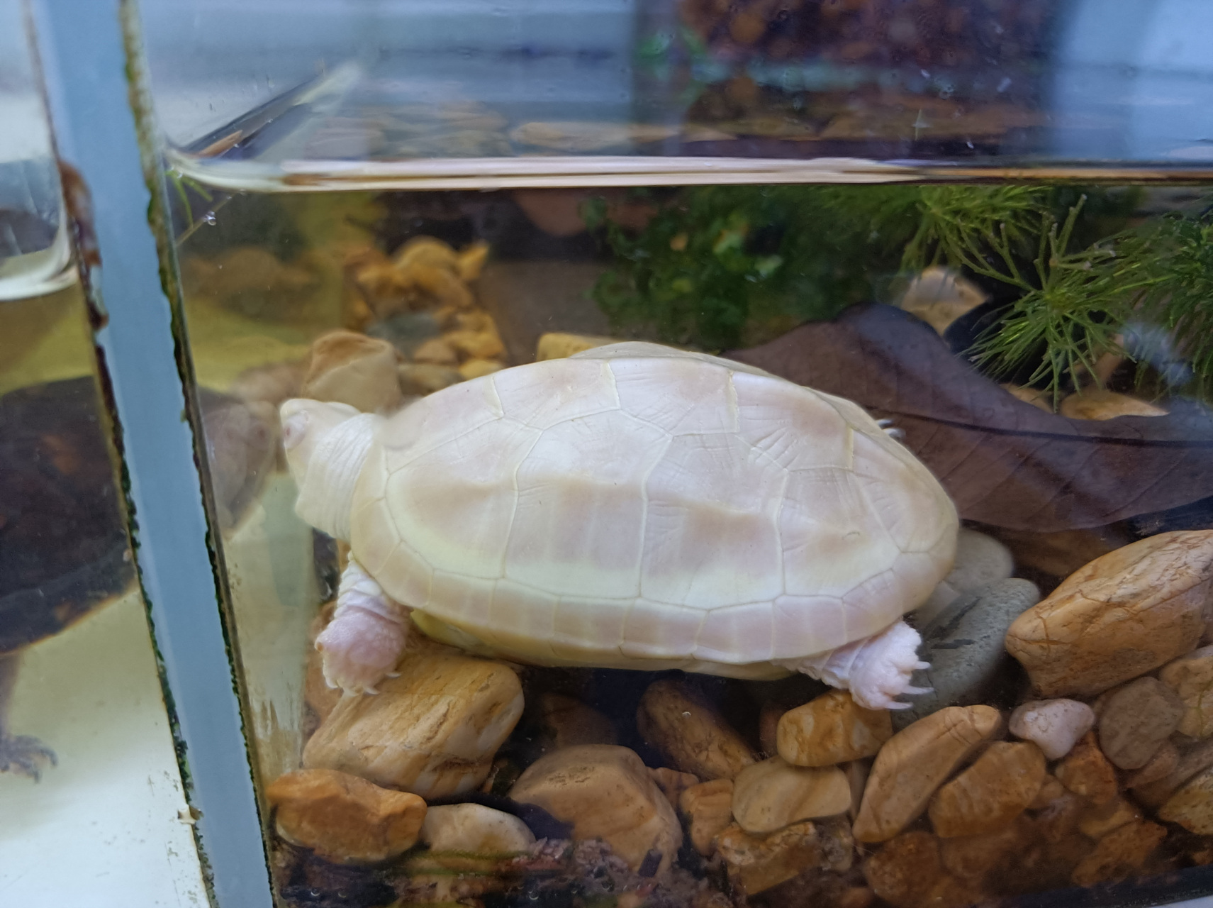 非常罕见的白化中华草龟,眼睛是红的.