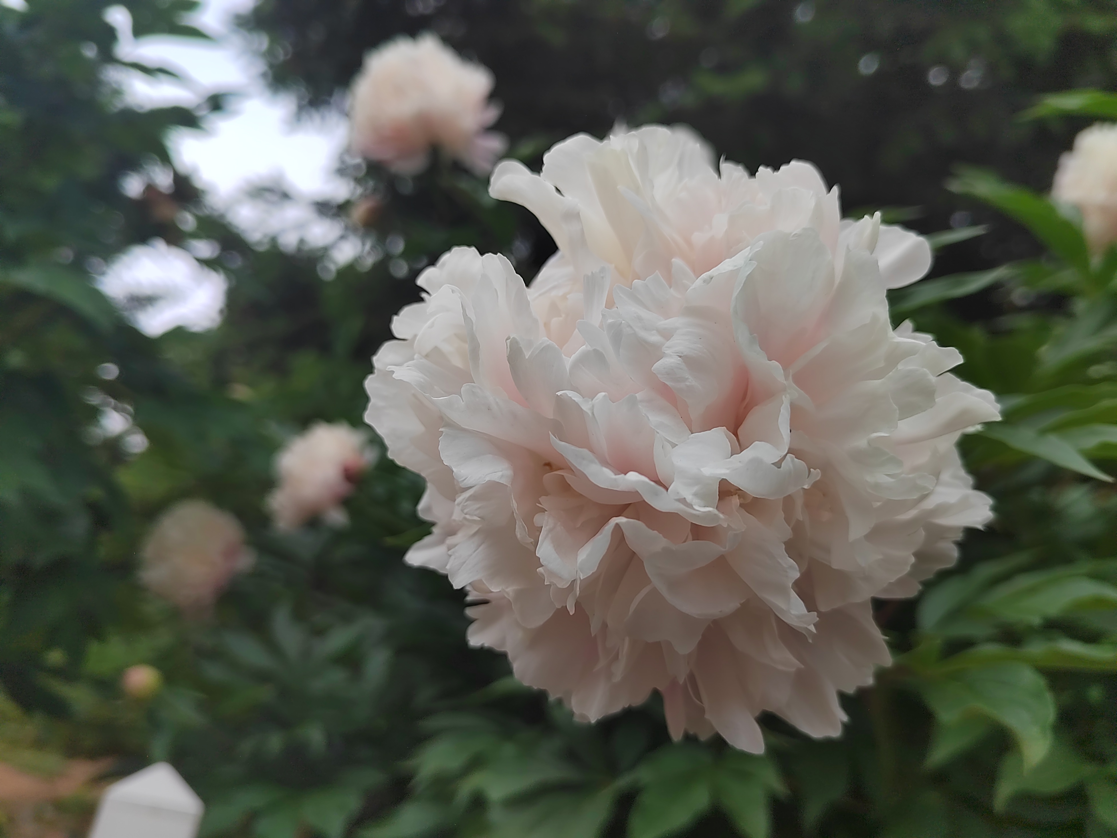 雨后芍药花儿0524